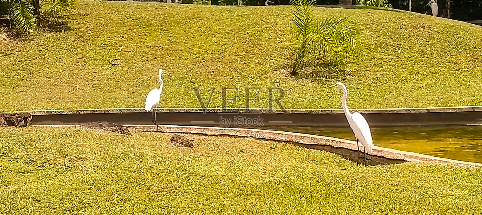 Mangal das Garças，在巴西城市Belém。照片摄影图片