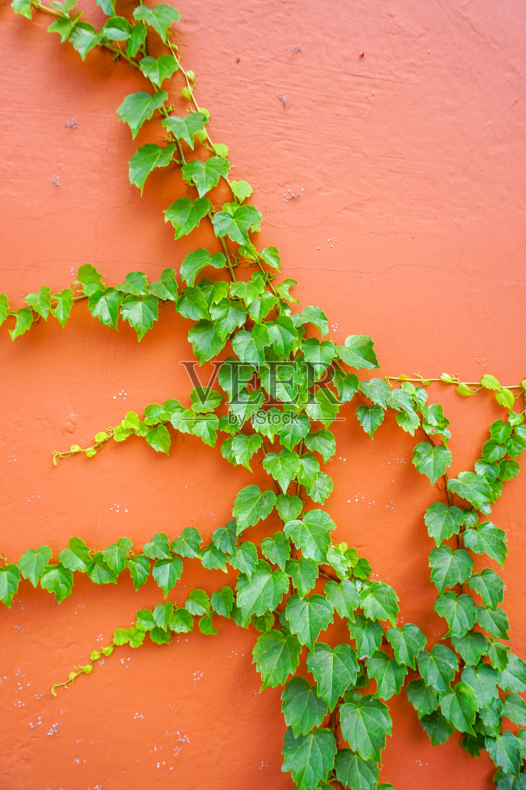 爬山虎红墙背景照片摄影图片
