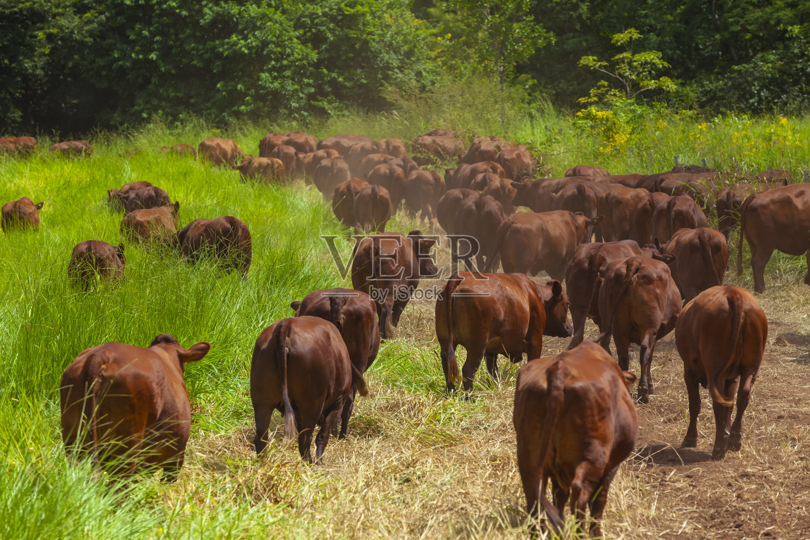 巴西南马托格罗索农场的牧群，邦斯马拉品种，非洲品种，照片摄影图片