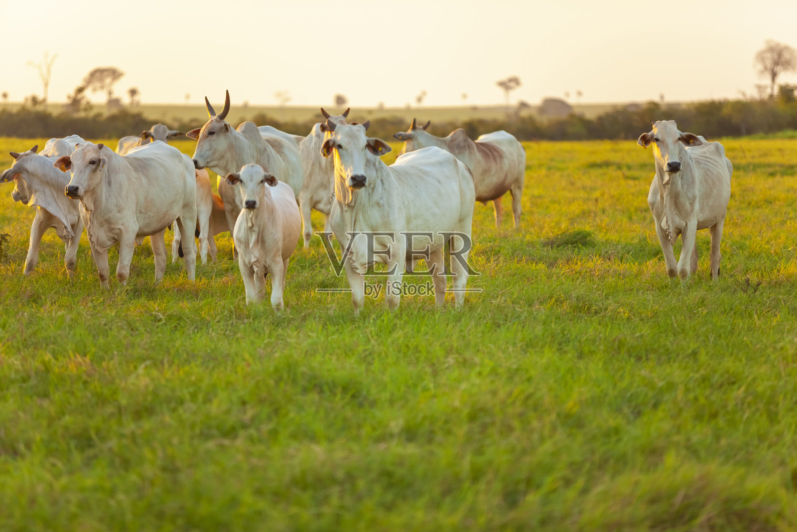 农场里有一大群内洛尔牛，奶牛和阉牛照片摄影图片