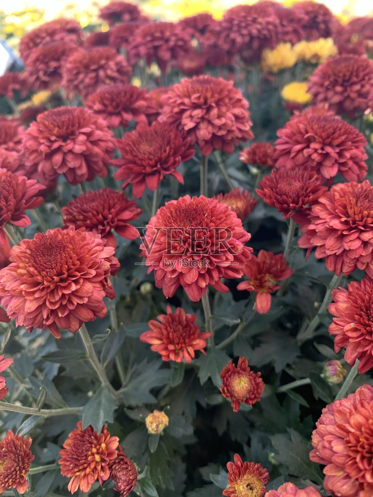 红色和黄色菊花照片摄影图片