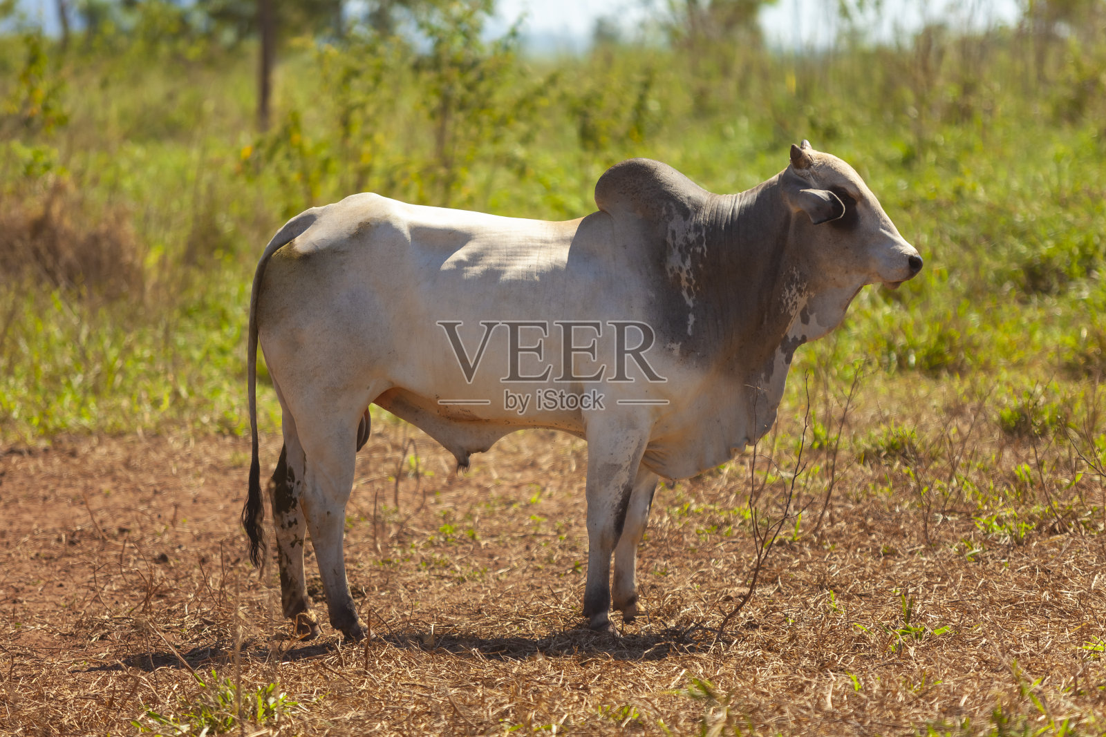 美丽的邦斯马拉牛标本，巴西南马托格罗索州，照片摄影图片