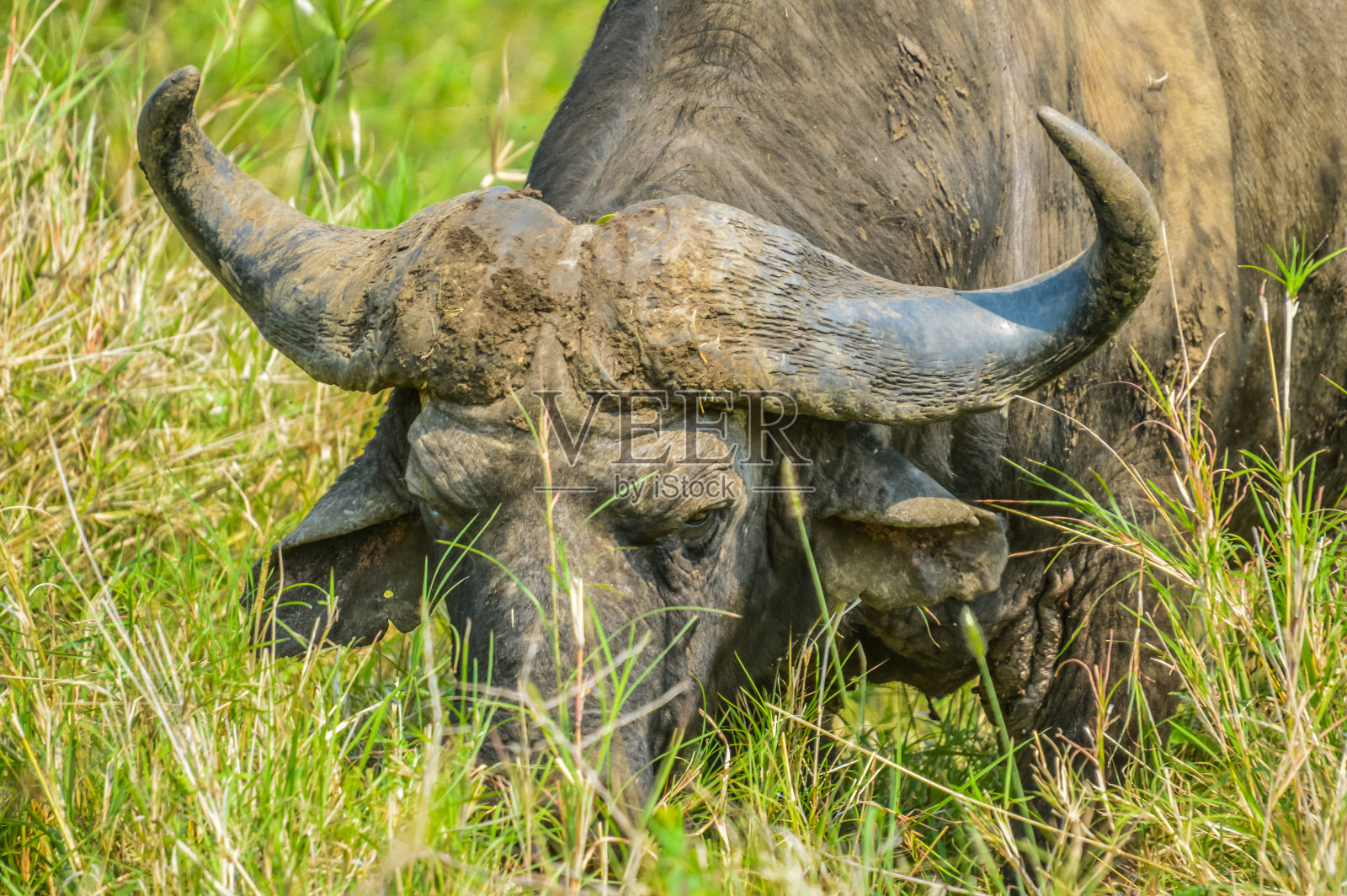 南非野生动物保护区的非洲大水牛照片摄影图片