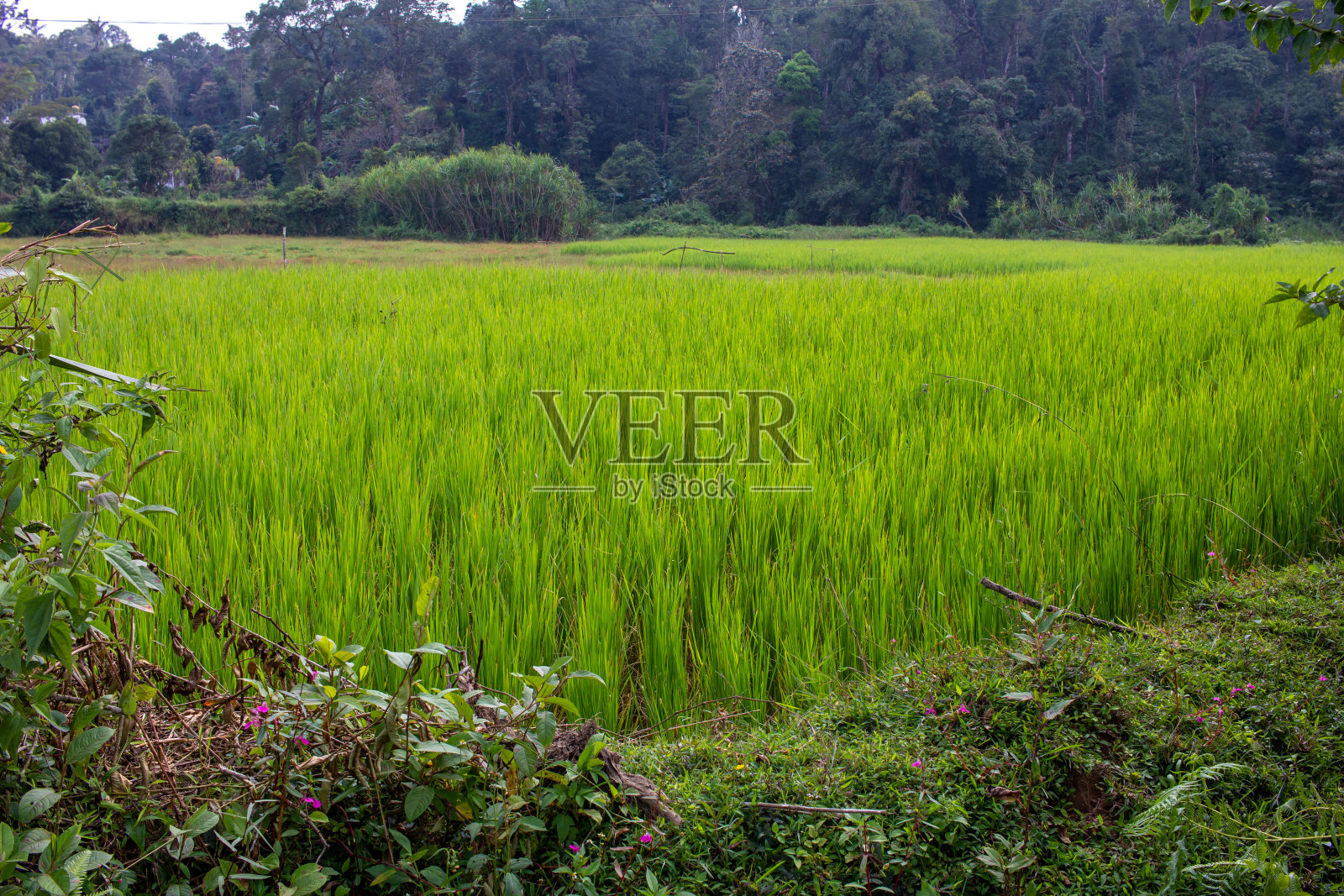 印度迈索尔的稻田景观。稻田的景色。照片摄影图片