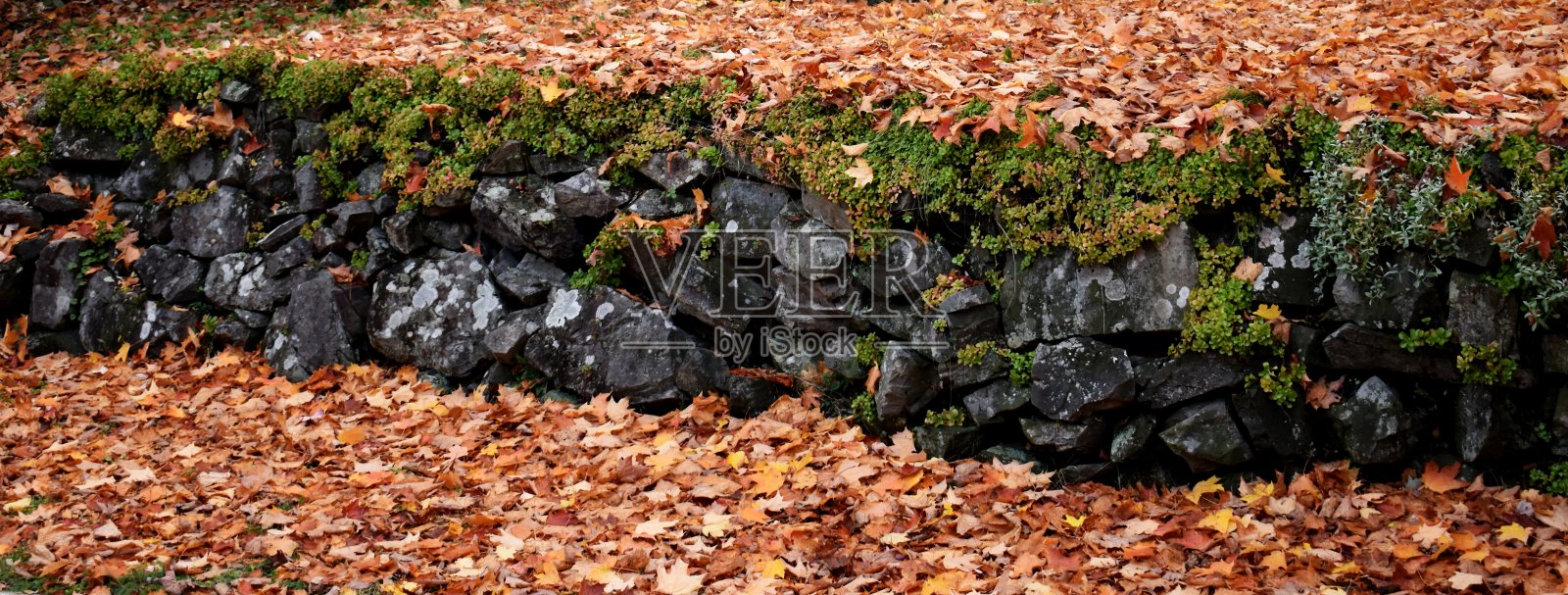秋天照片摄影图片