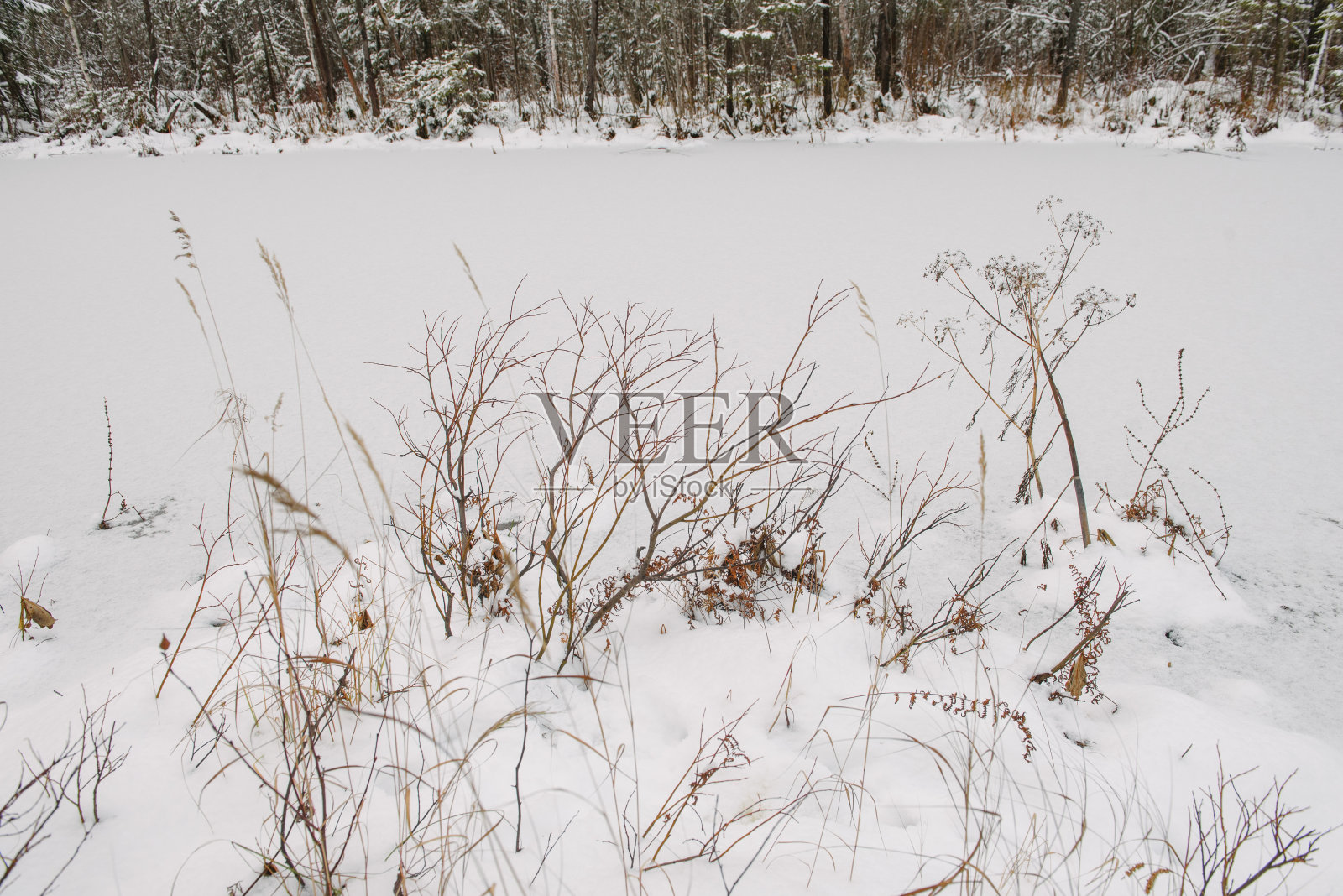 北部森林的细节。照片摄影图片