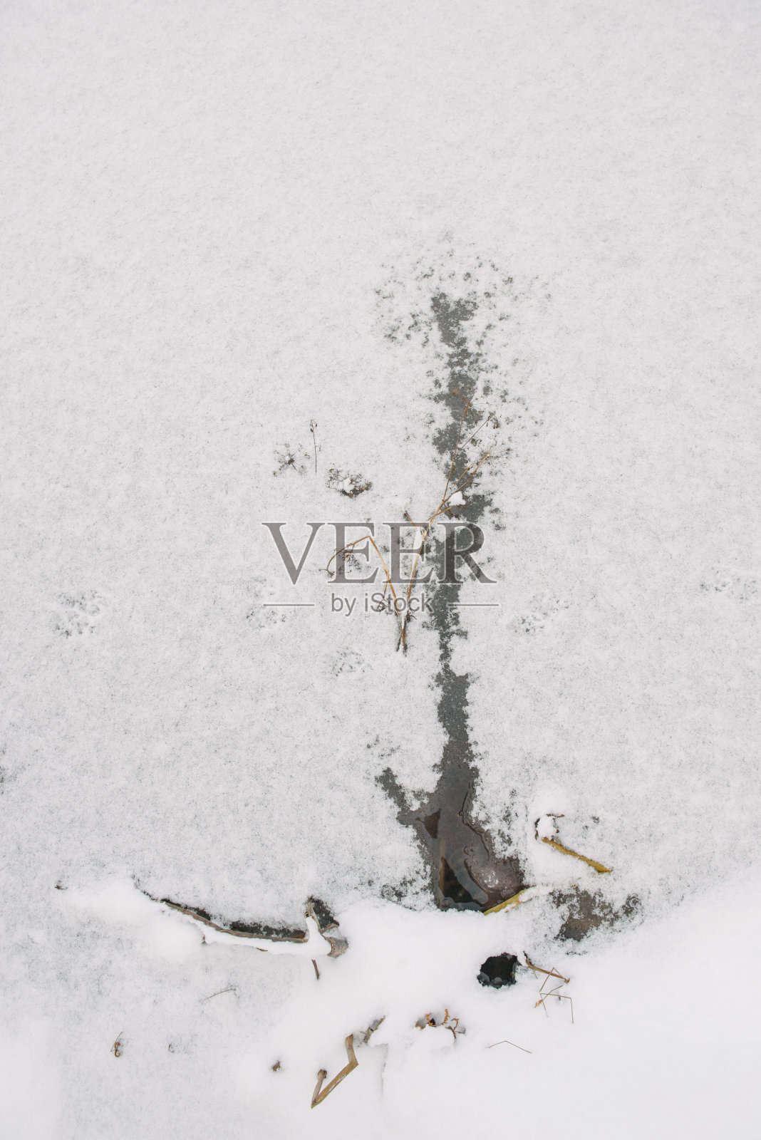 北部森林的细节。照片摄影图片