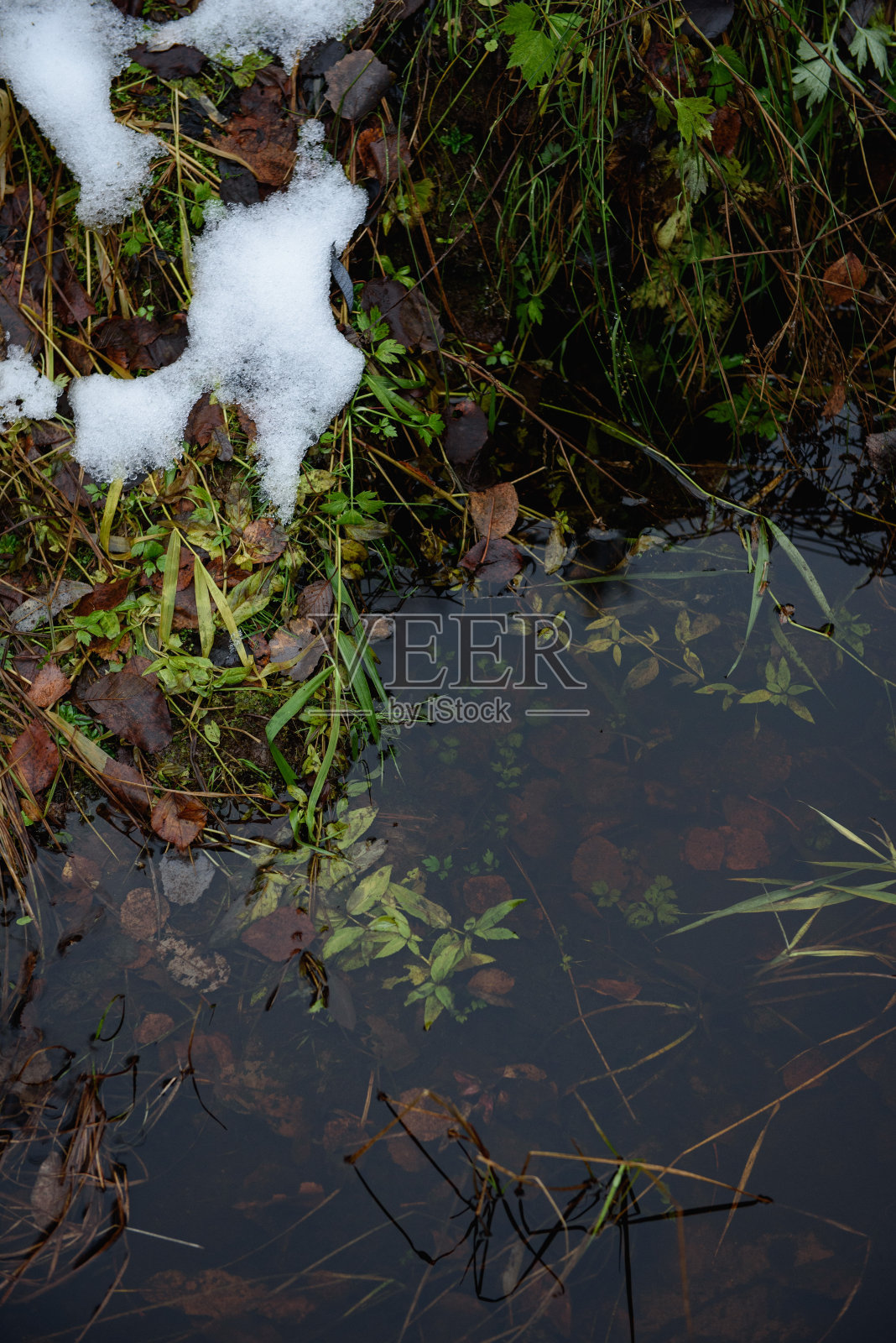 森林池塘在深秋照片摄影图片