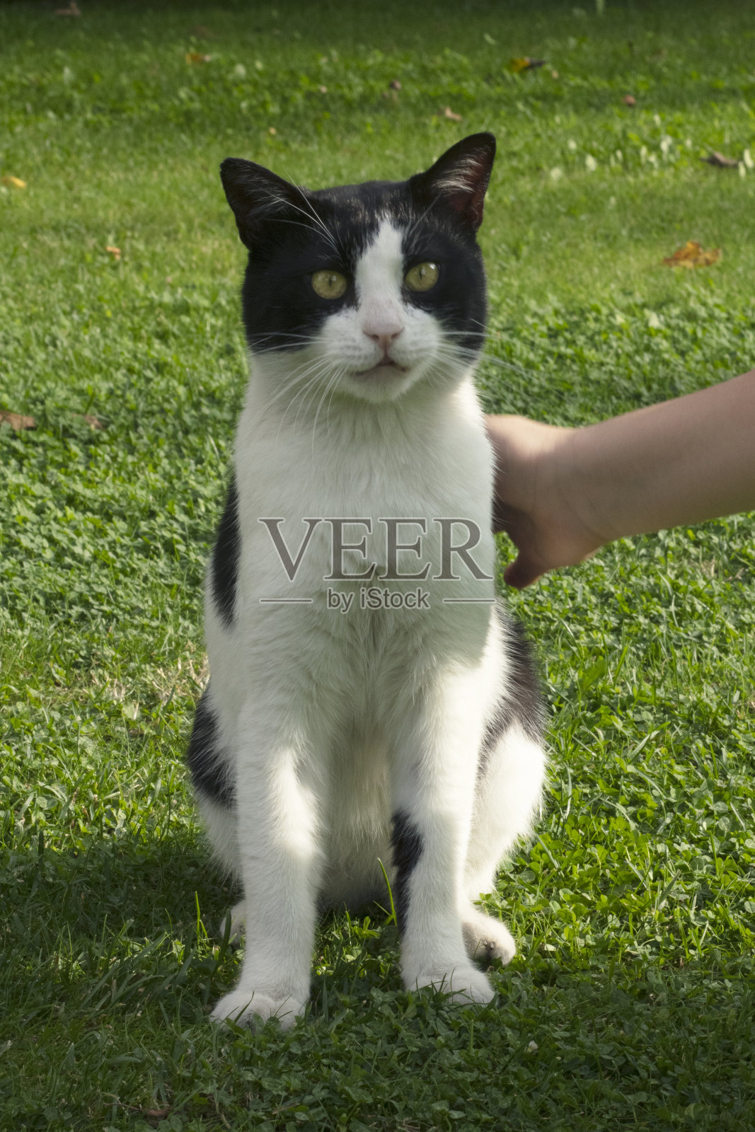 可爱的猫在花园里照片摄影图片