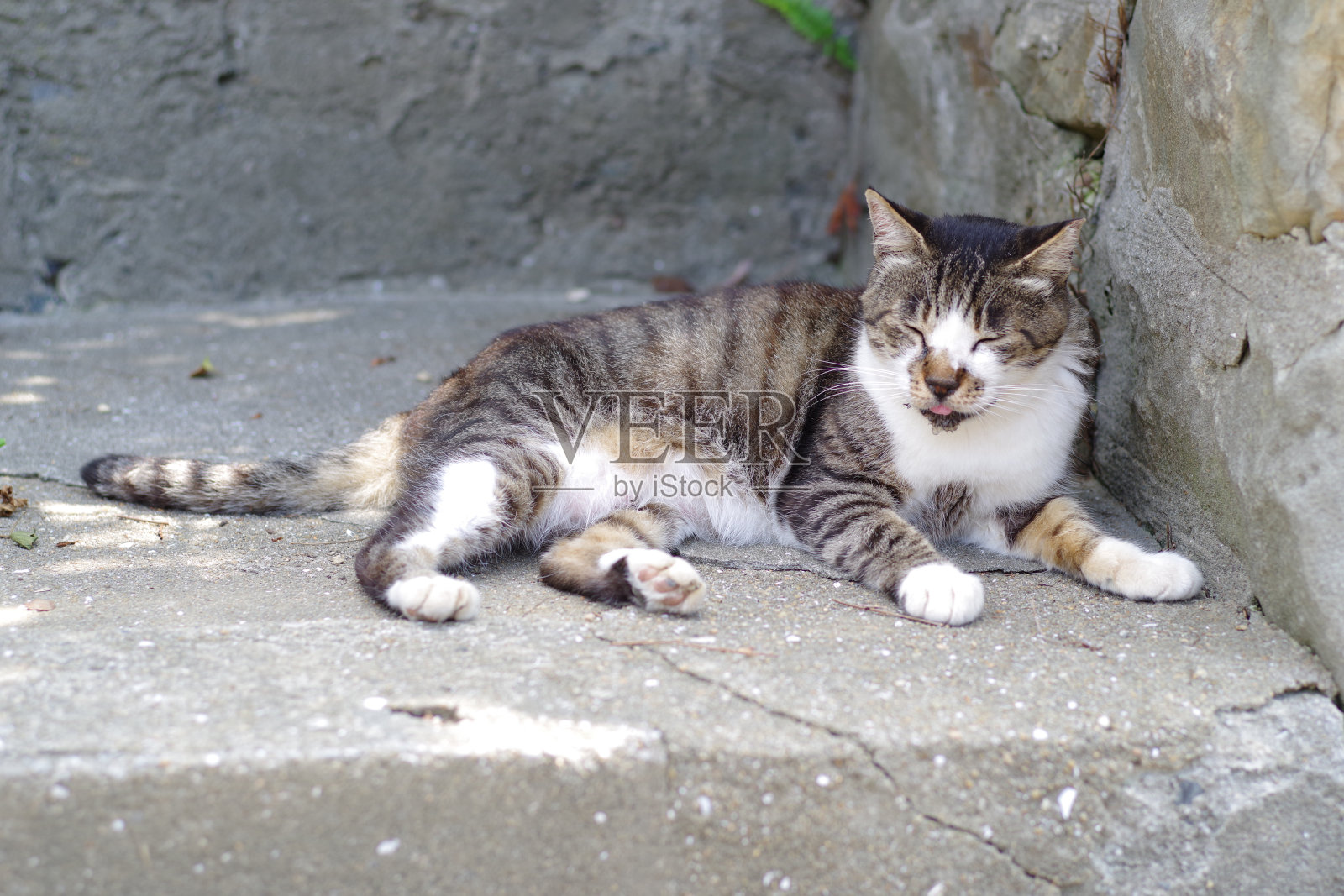 大猫照片摄影图片