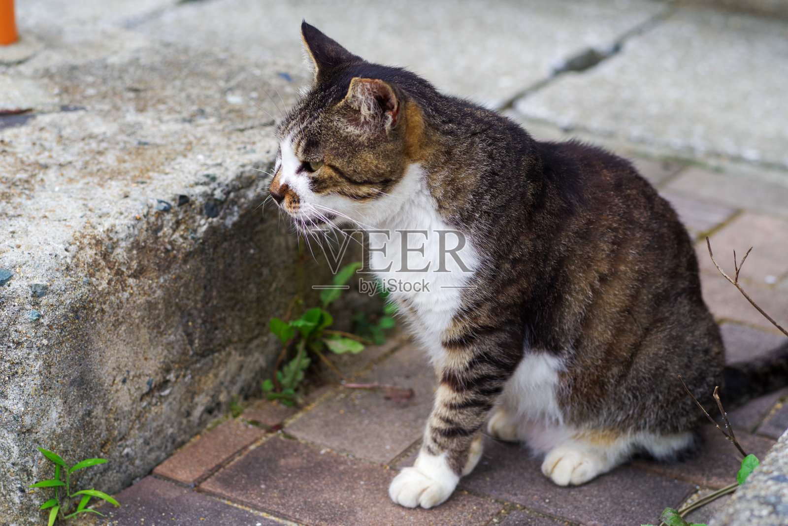 大猫照片摄影图片