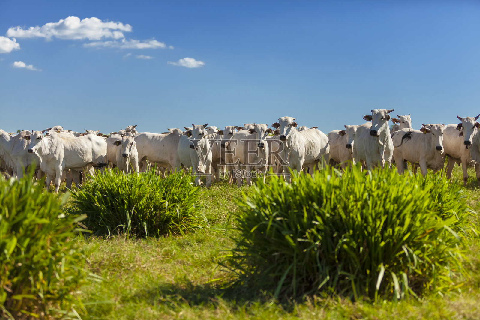 农场里有一大群内洛尔牛，奶牛和阉牛照片摄影图片