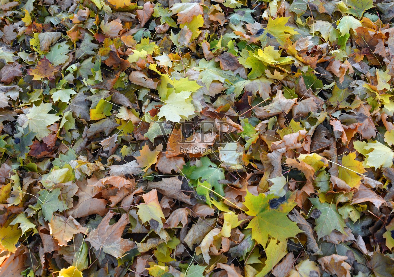 一堆秋叶照片摄影图片