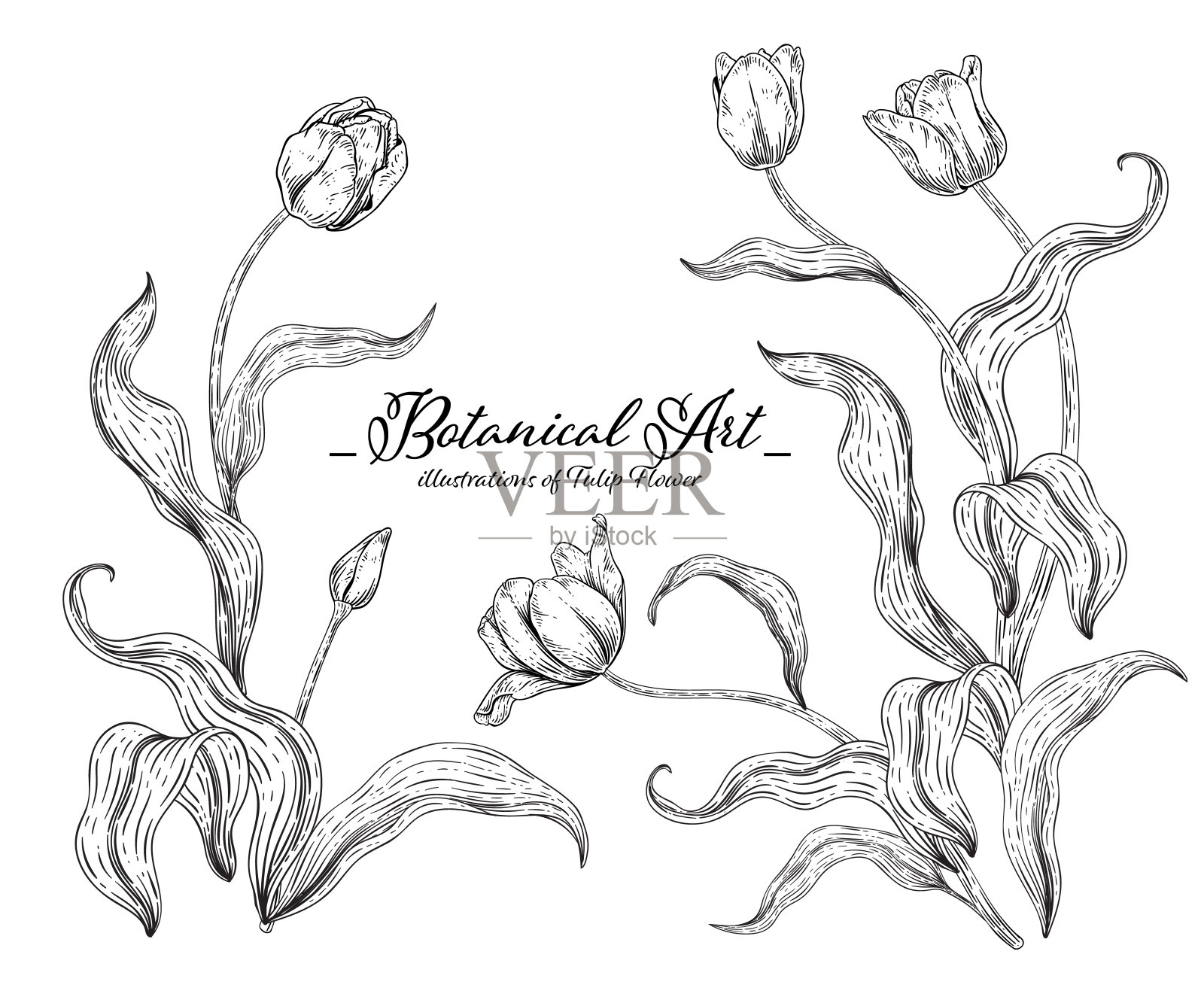 花卉装饰素描集。郁金香花图纸。黑色和白色与线条艺术孤立在白色背景。手绘植物图。元素的向量。插画图片素材