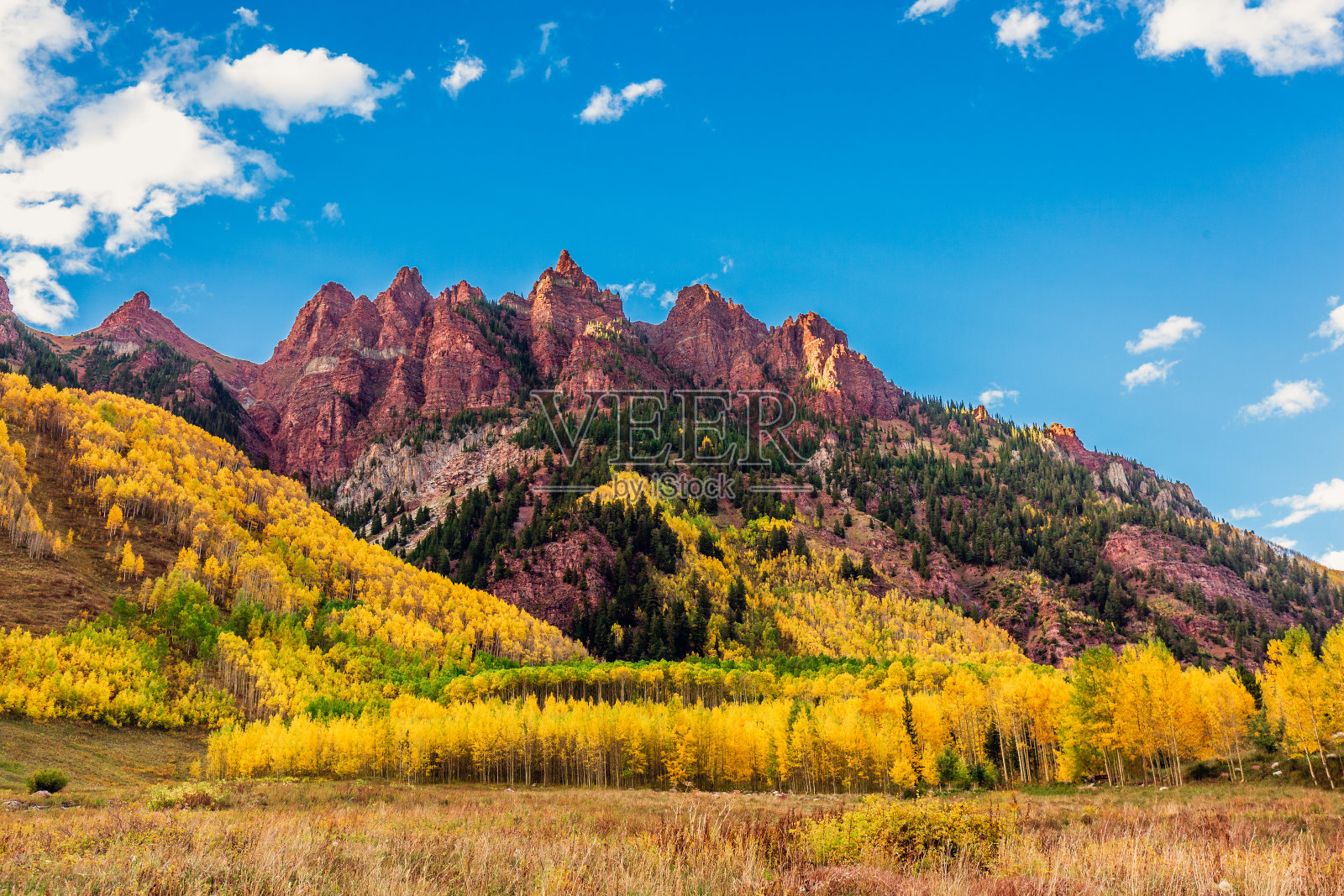 美国栗红钟雪地荒野照片摄影图片
