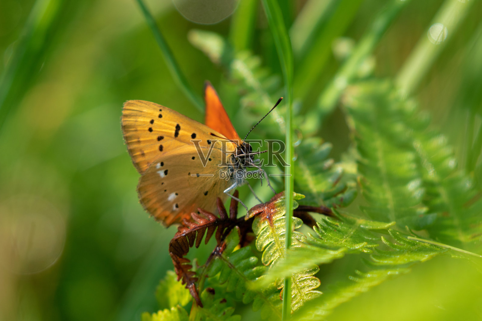 这是稀有铜蝶的特写镜头照片摄影图片
