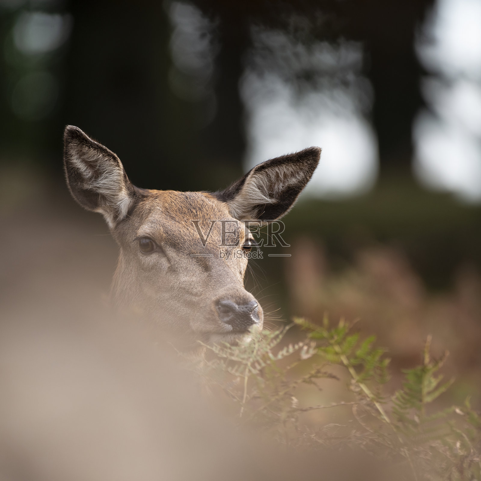 美丽的形象的马鹿鹿在充满活力的金色和棕色林地景观设置照片摄影图片