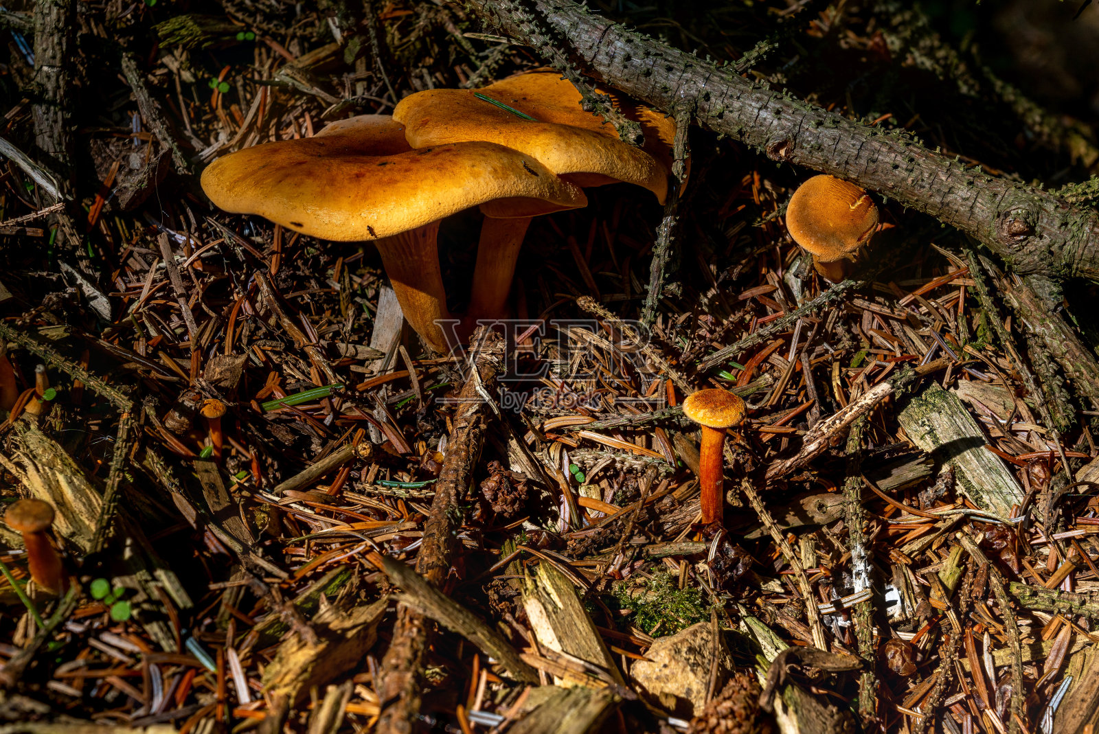 假Chantarelle集团照片摄影图片