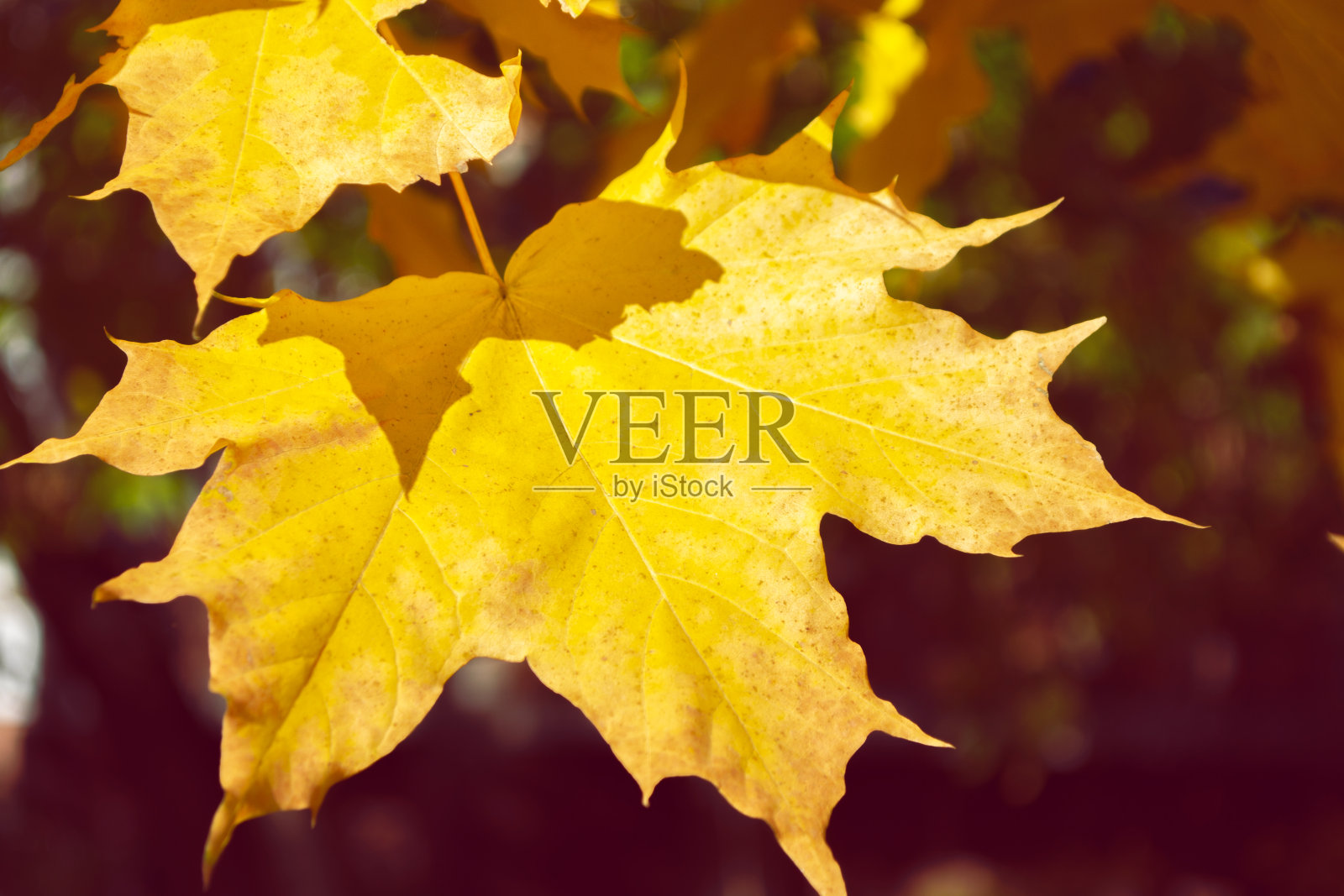 明亮的色彩斑斓的树叶照片摄影图片