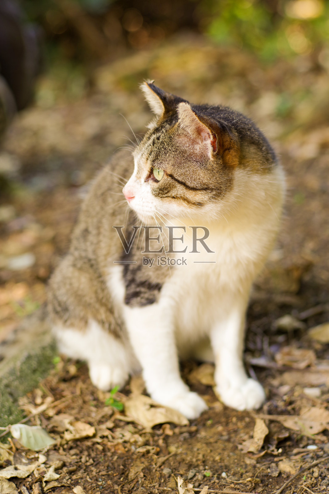 大猫照片摄影图片