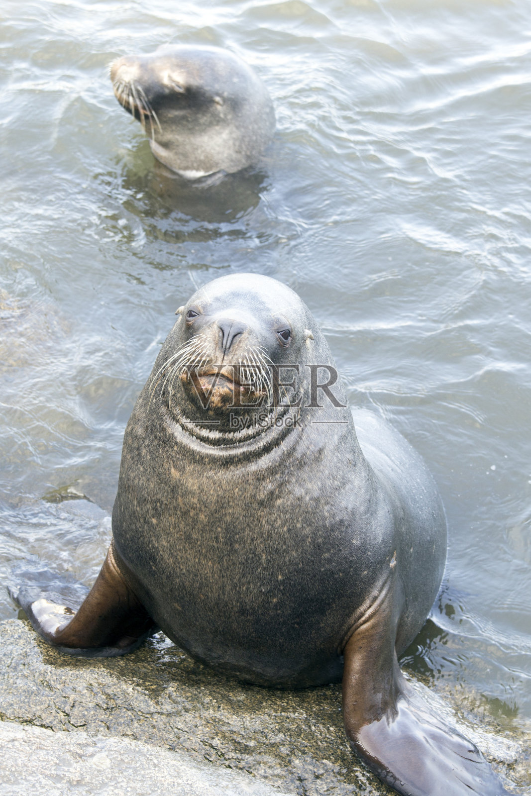 一张海狮的照片照片摄影图片