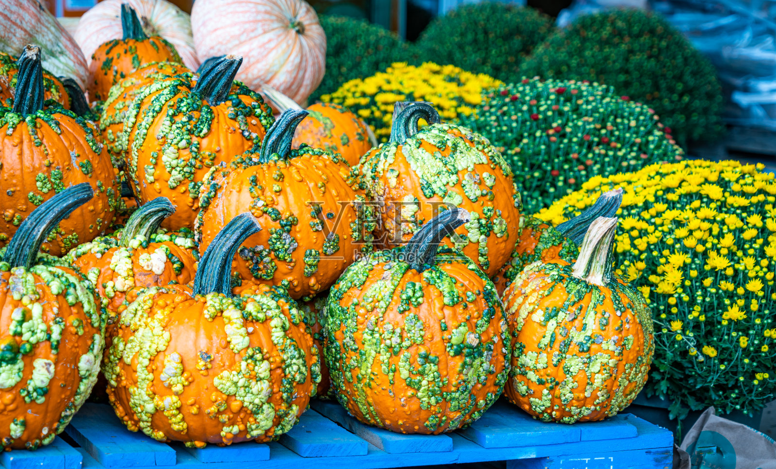 准备好迎接万圣节南瓜照片摄影图片