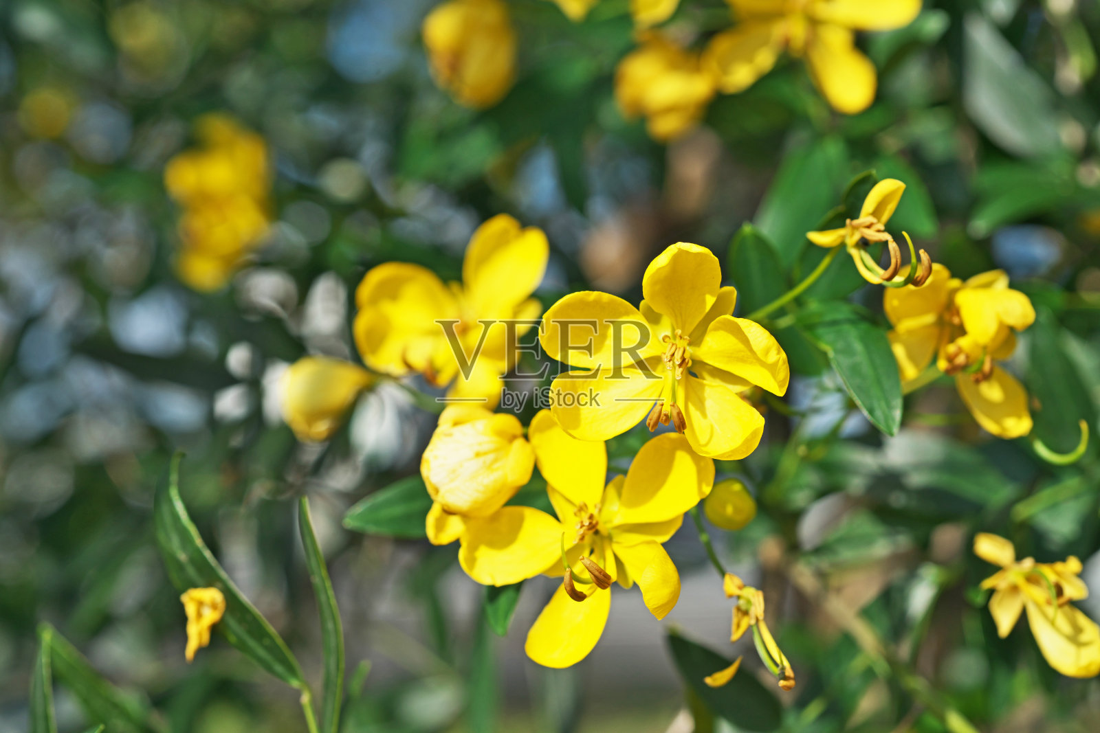 楹树照片摄影图片