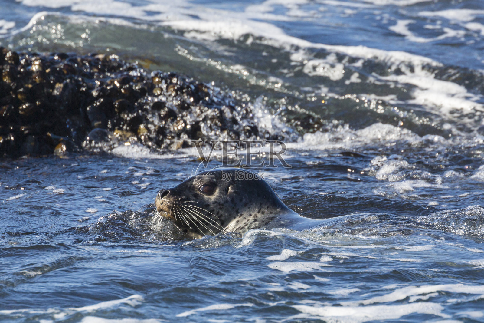 野生海豹沿着1号公路游泳照片摄影图片