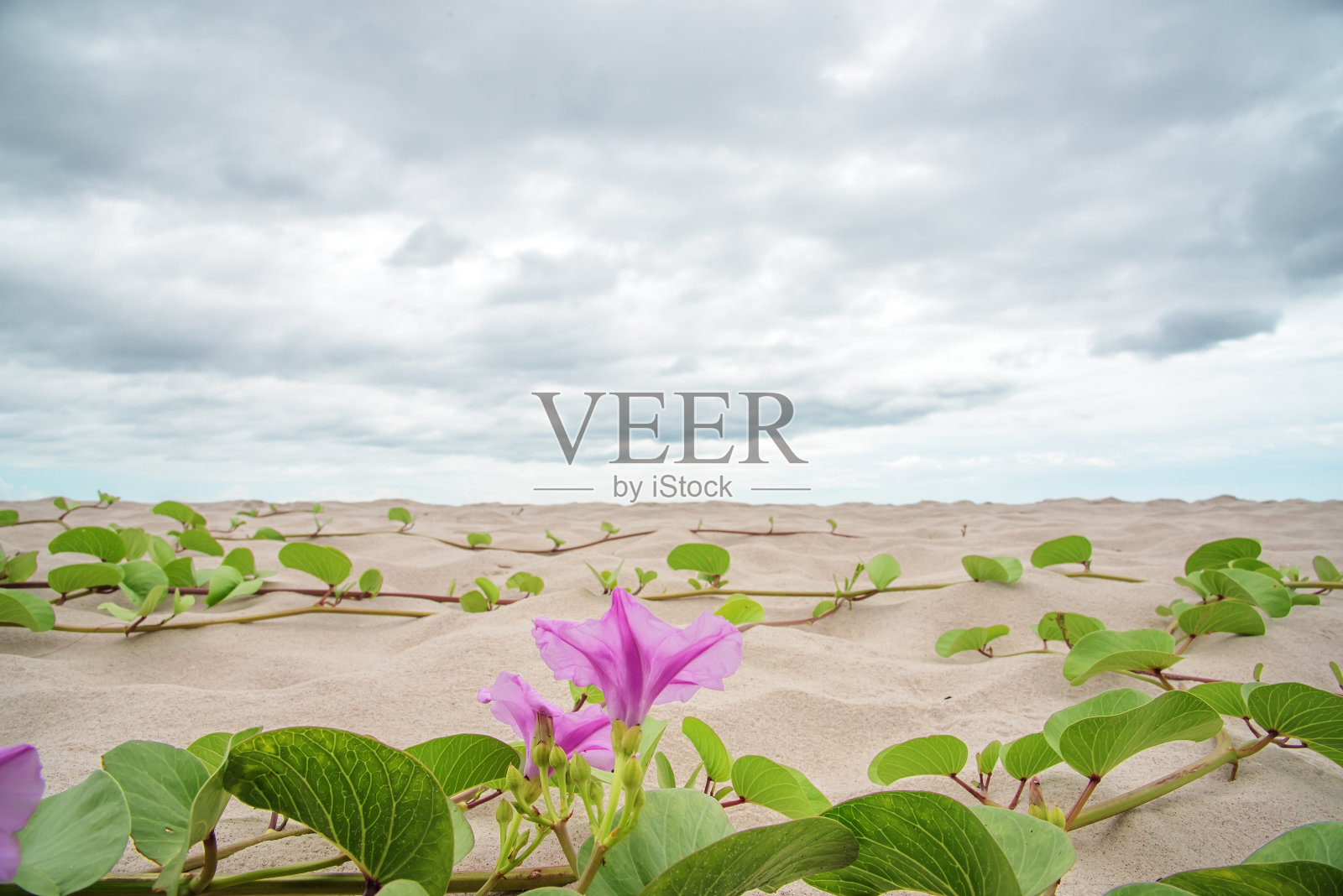 紫色的牵牛花盛开在沙滩上照片摄影图片