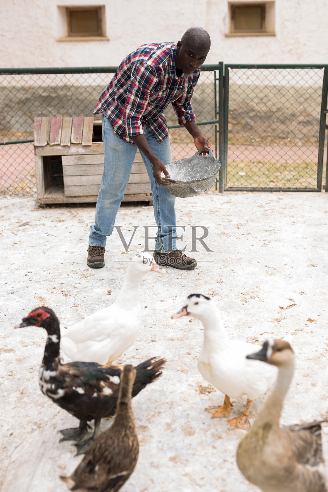 男农民用桶在农场外面喂鹅照片摄影图片