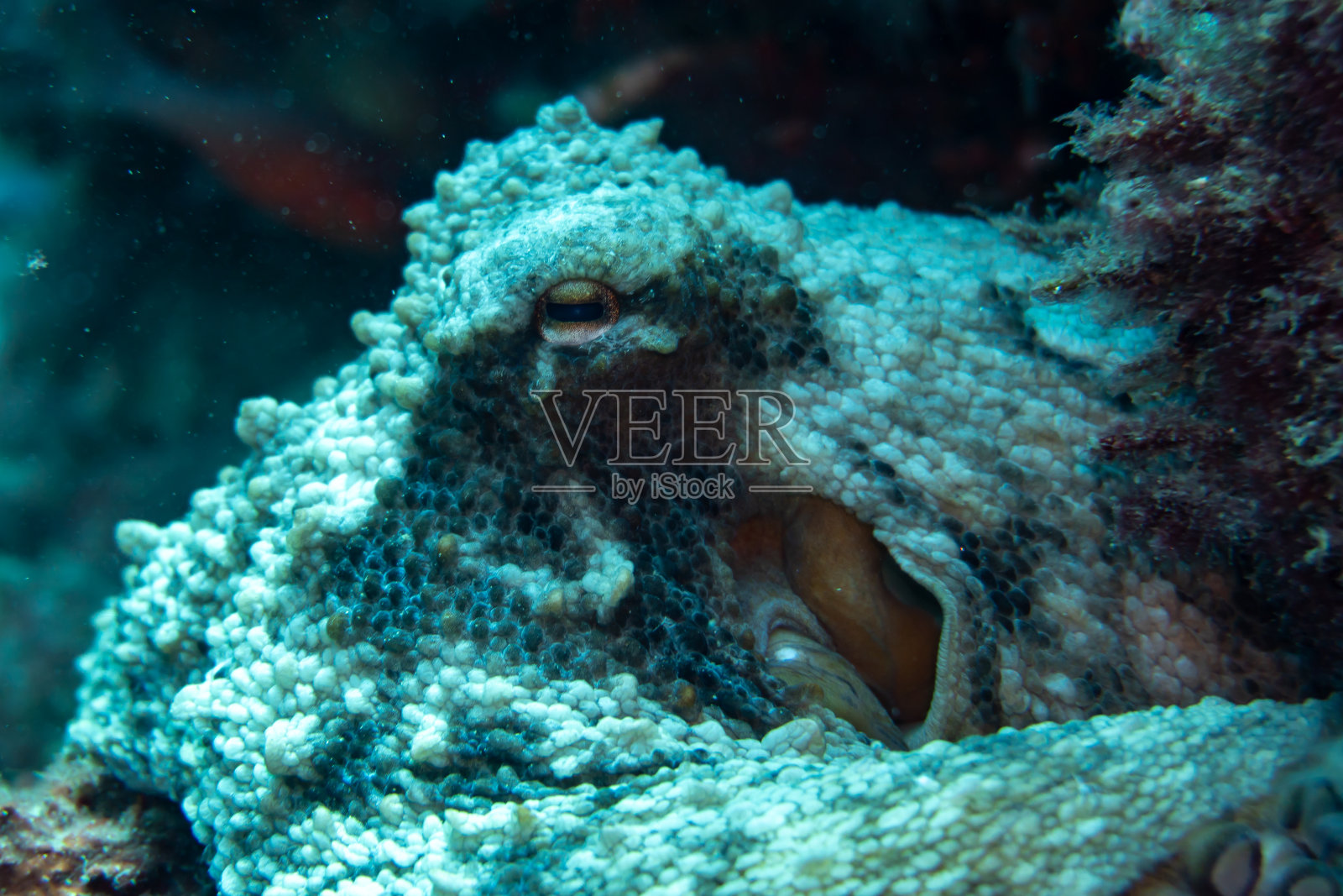 一只睁着眼睛的灰色大章鱼，在它们的栖息地，躺在海里的岩石上照片摄影图片