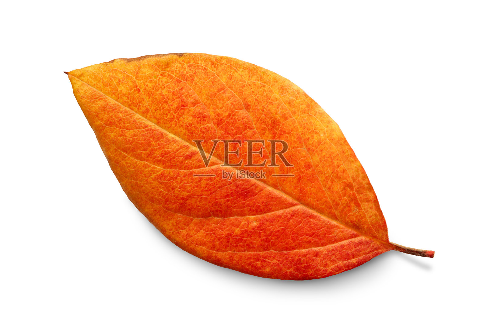 秋叶孤立在白色的背景上有阴影，裁剪路径孤立在白色上没有阴影照片摄影图片