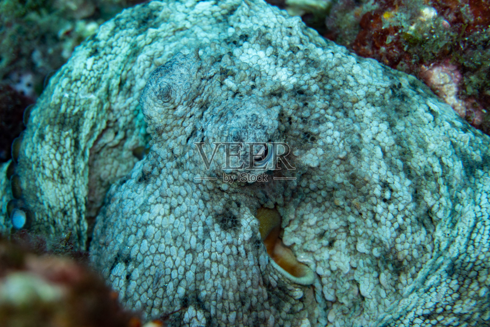 岩石里的章鱼照片摄影图片