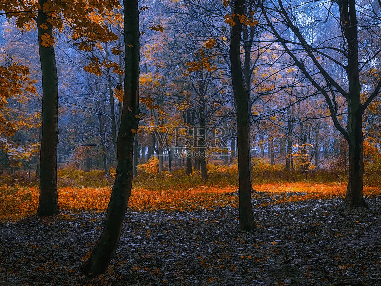 秋天的森林中弥漫着雾气。在早晨的森林里，树上的黄色和橙色的叶子。照片摄影图片