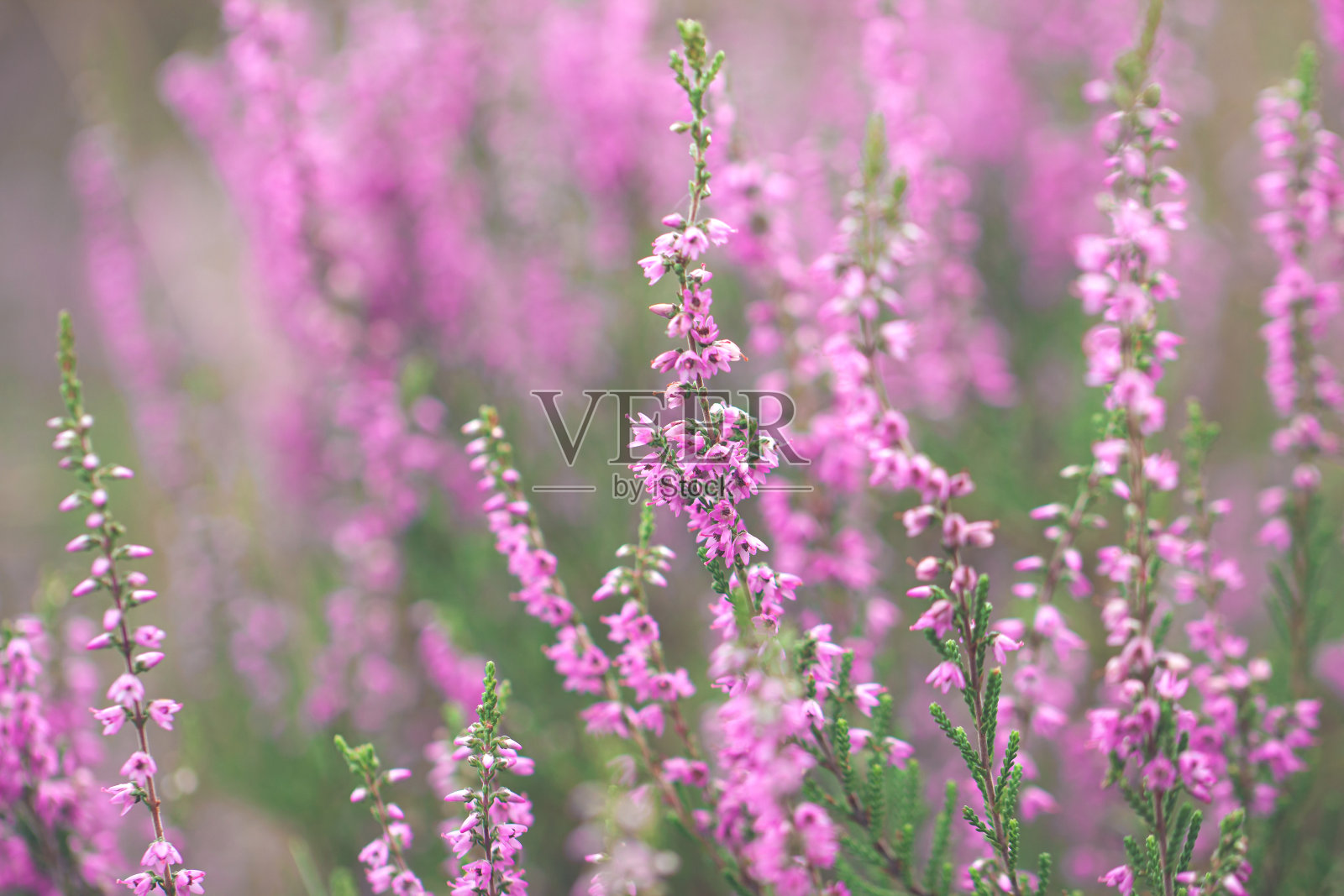 石南花。Calluna寻常的。照片摄影图片