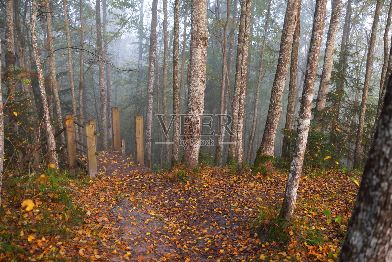 高角度的木森林楼梯在日出雾。柔和的晨光。老树，彩色的绿色和金色的叶子特写。田园诗般的秋天的场景。高加国家公园，希古尔达，拉脱维亚照片摄影图片