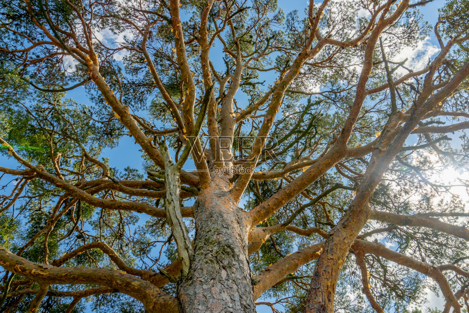 粗壮的树，很少有叶子和许多粗糙的树枝，背景是蓝色的天空照片摄影图片