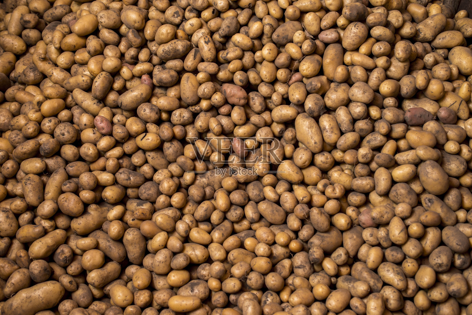 年轻的新鲜土豆收获出售照片摄影图片