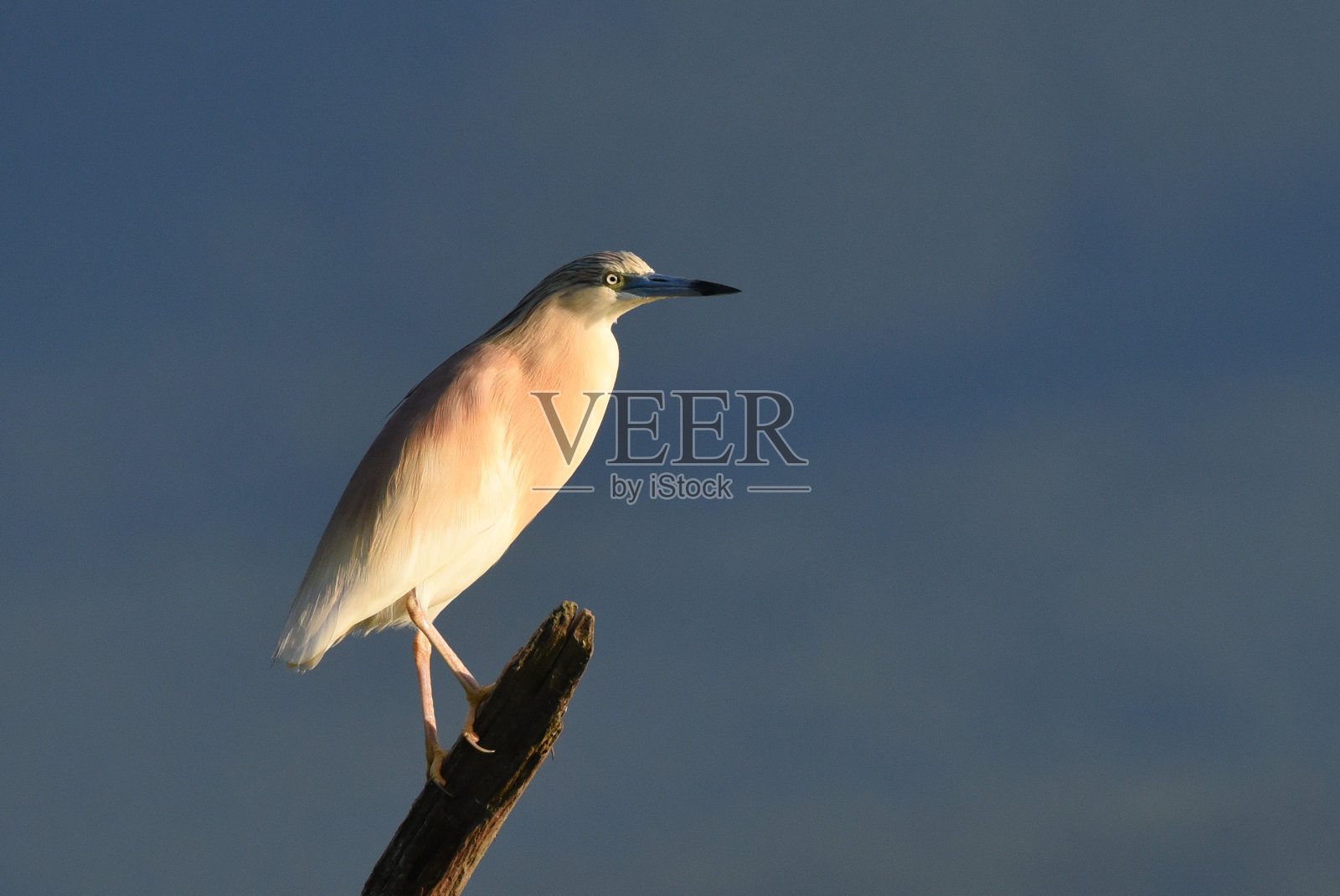 清晨阳光下的苍鹭(Ardeola ralloides)照片摄影图片