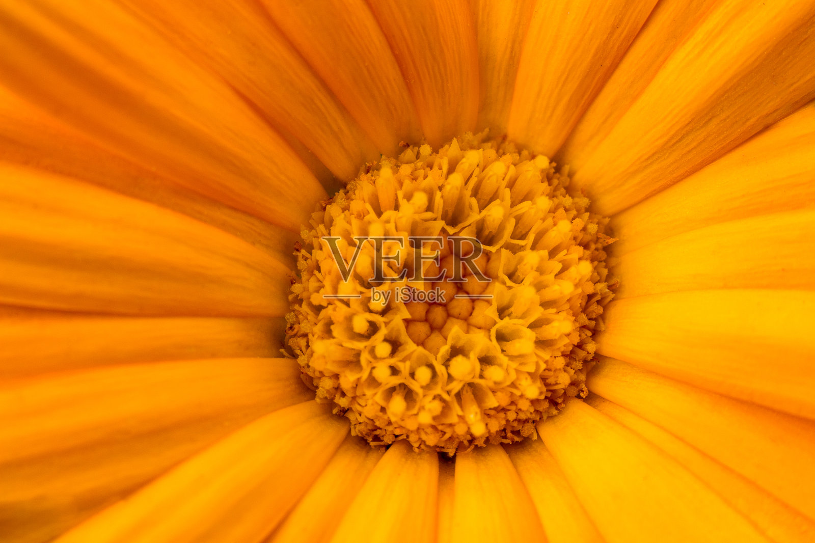 田间万寿菊-金盏花极端特写上的一朵花。医疗草系列。照片摄影图片