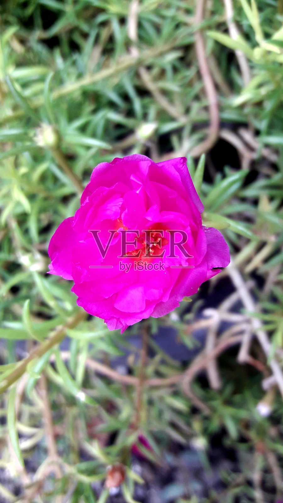 花照片摄影图片