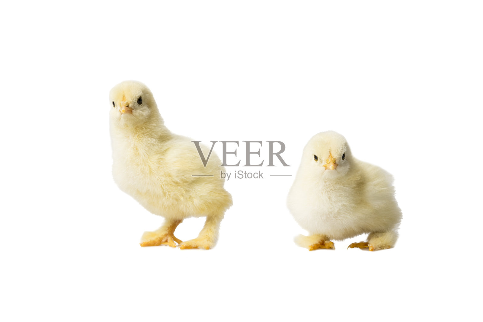 年轻的毛绒绒的黄色复活节小鸡站在白色的背景照片摄影图片