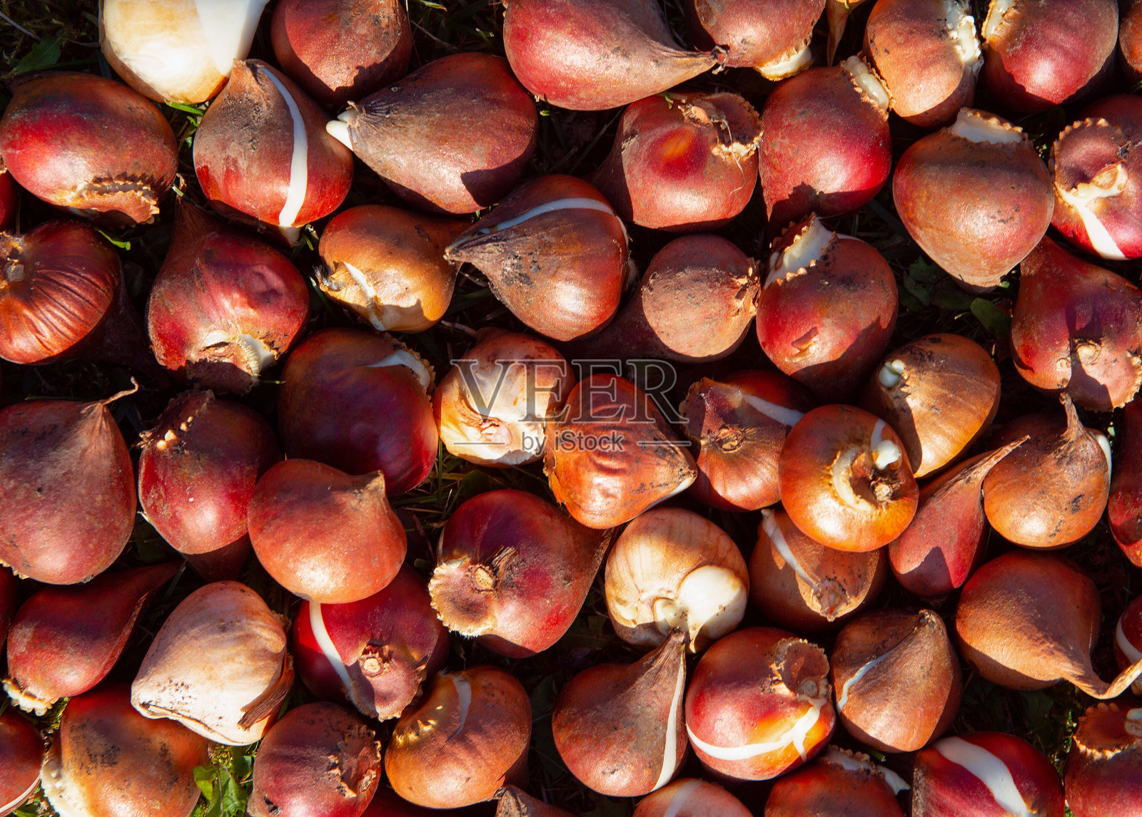 背景选定的郁金香球茎准备秋天种植照片摄影图片