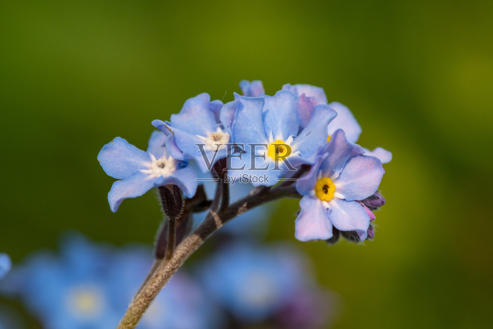 忘了我忘不了照片摄影图片