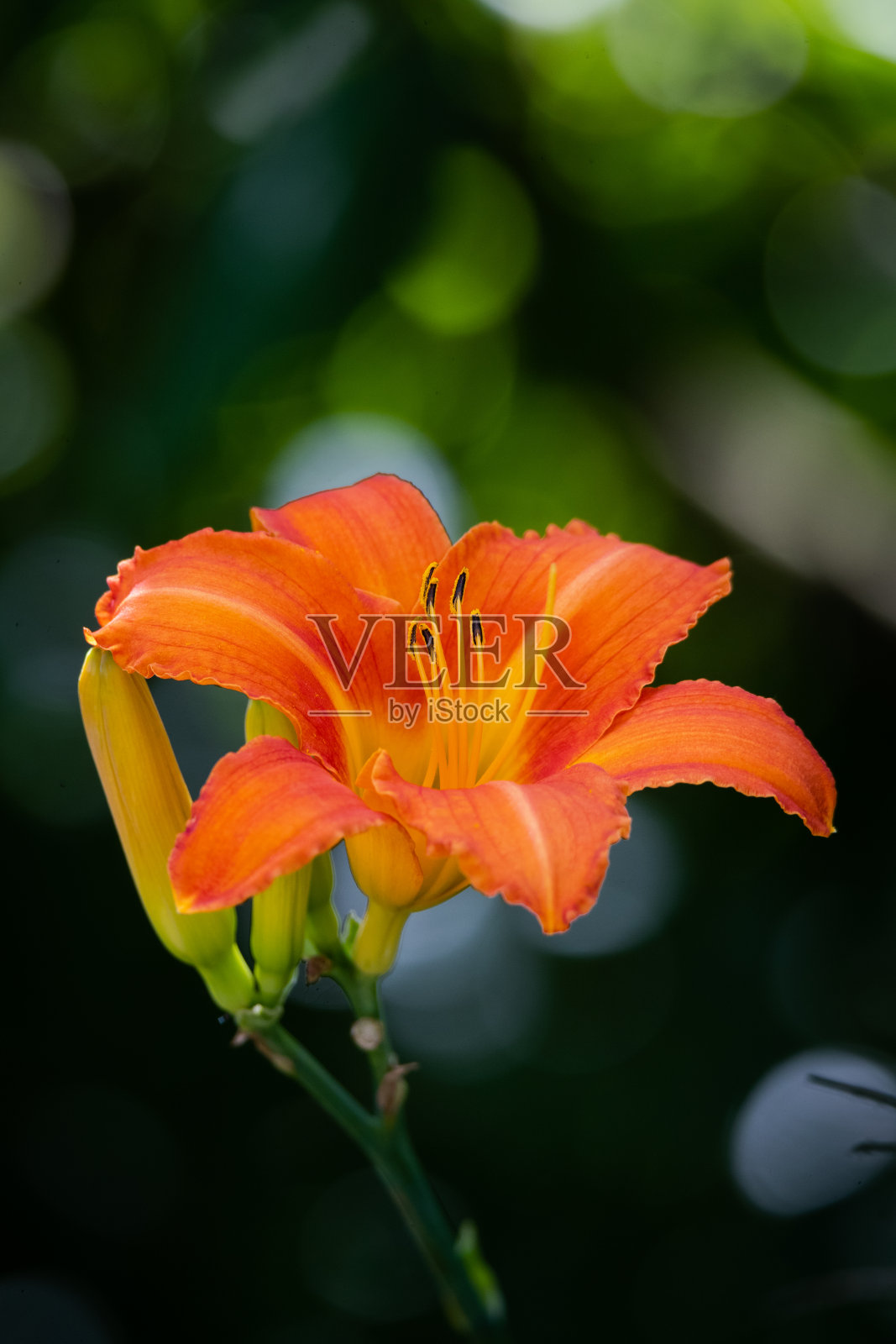 利卢姆花照片摄影图片