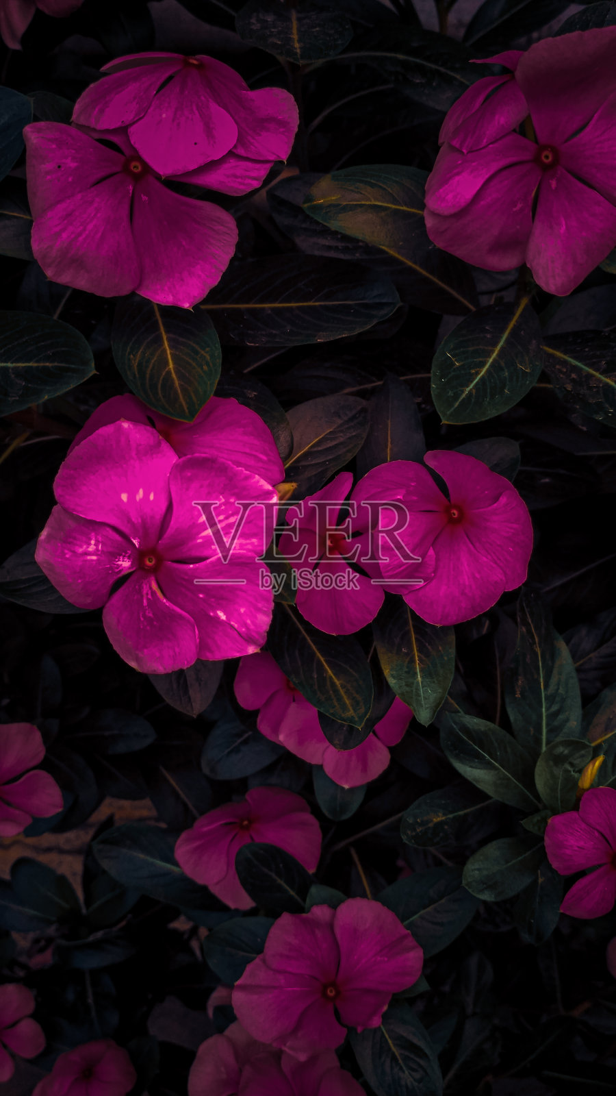 长春照片摄影图片