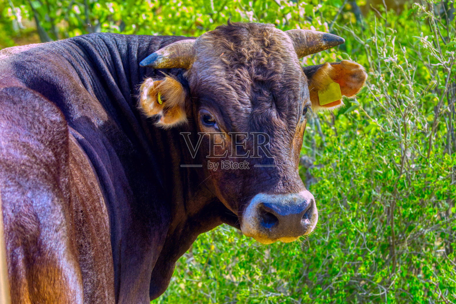 牛的肖像照片摄影图片