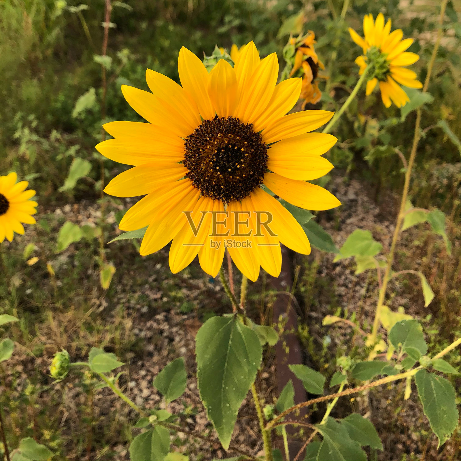 风景优美的向日葵照片摄影图片