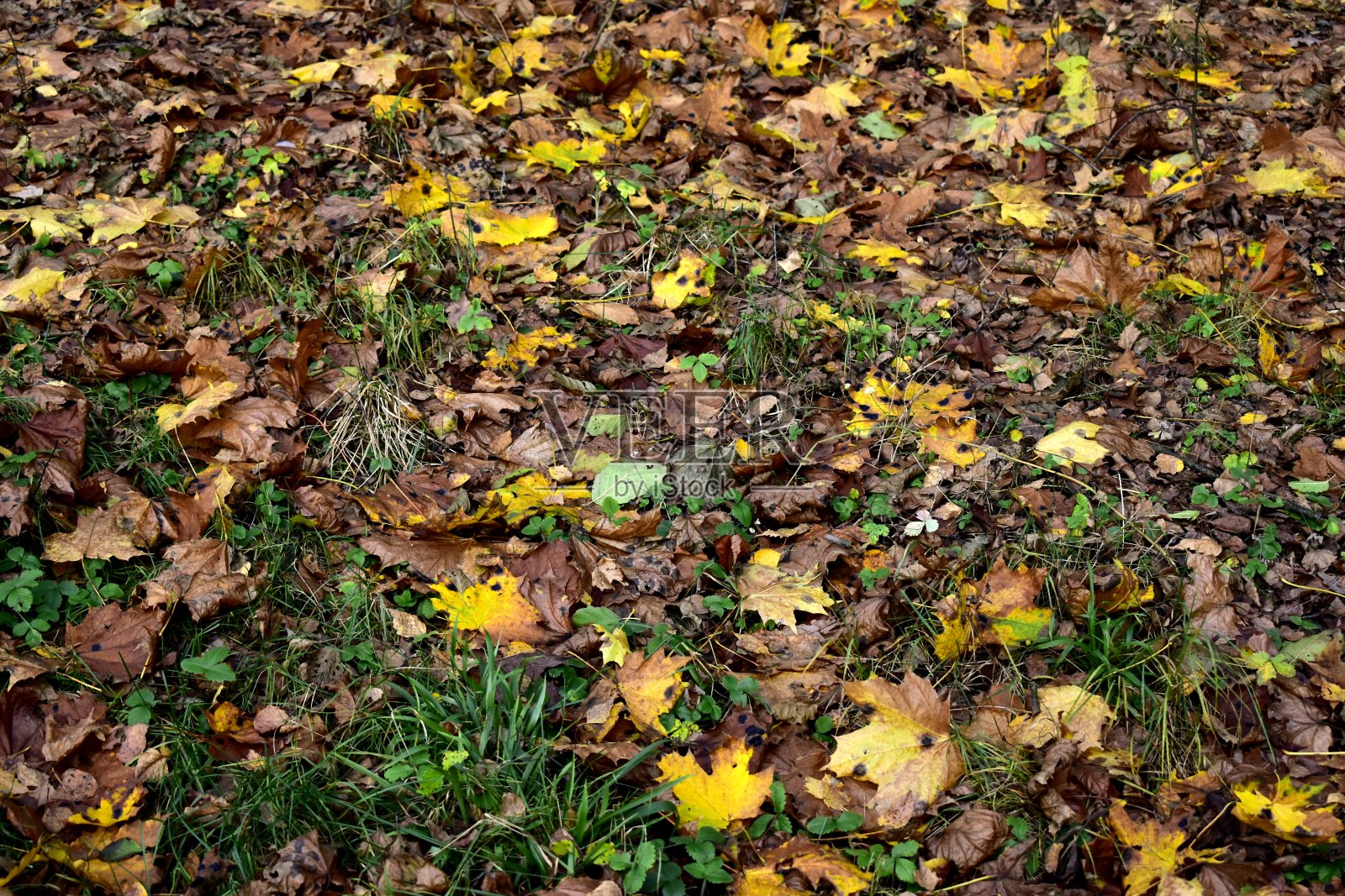 枫叶落在草地上照片摄影图片