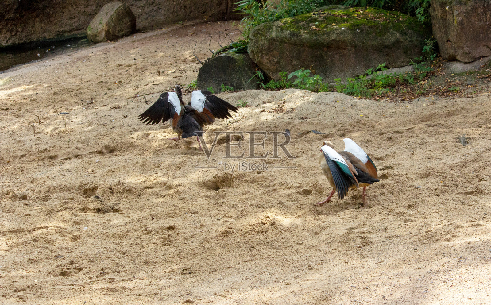 两只从后面看的埃及鹅。埃及鹅是鹅科和天鹅科的一员照片摄影图片